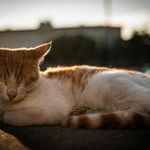 Calm evening light for relaxation