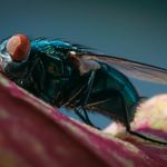 Macro shot of focus exercise